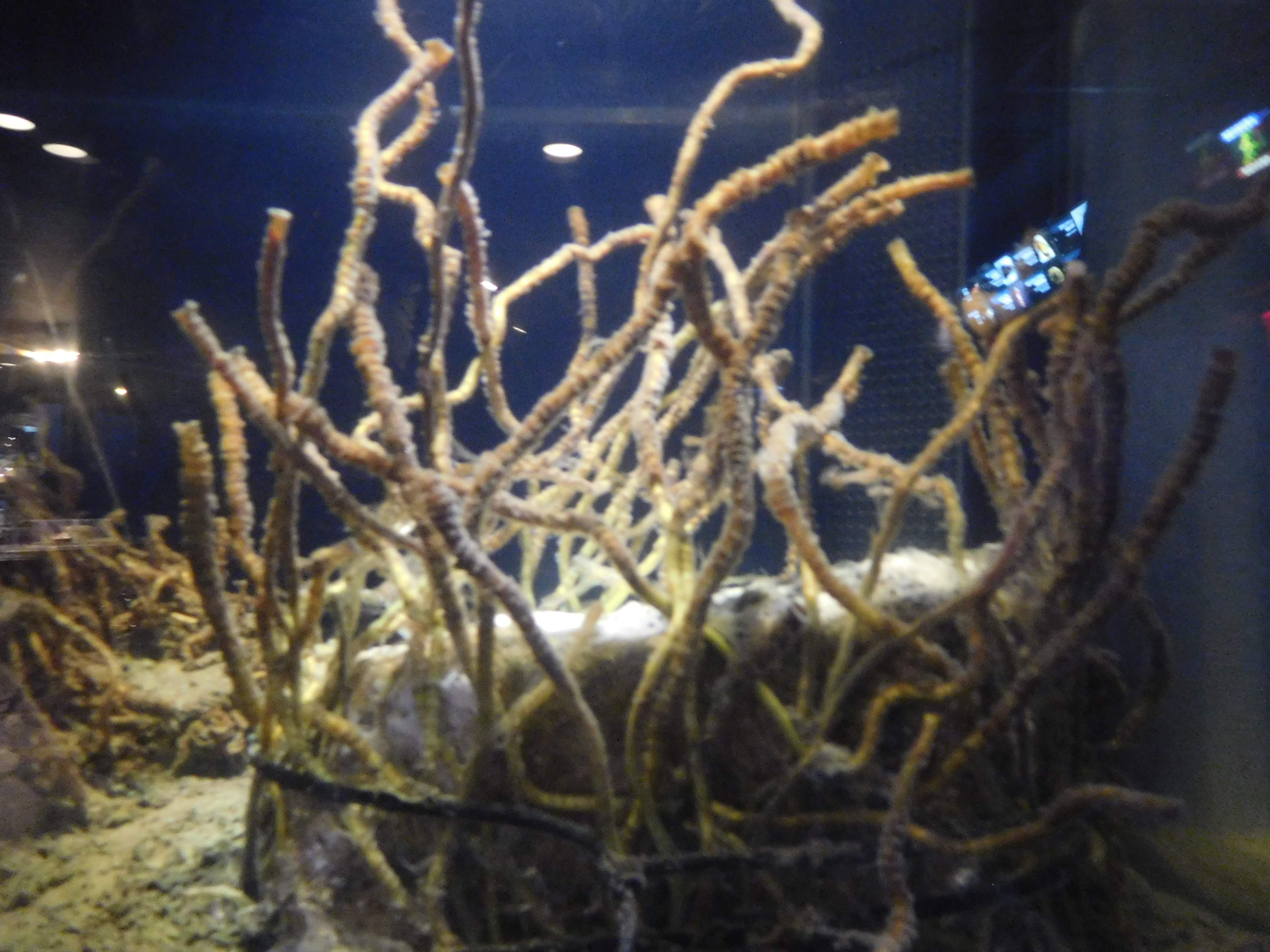 🐠 이오 월드 가고시마 수족관(이오 와-루도 가고시마 스이조쿠칸) 이미지 5